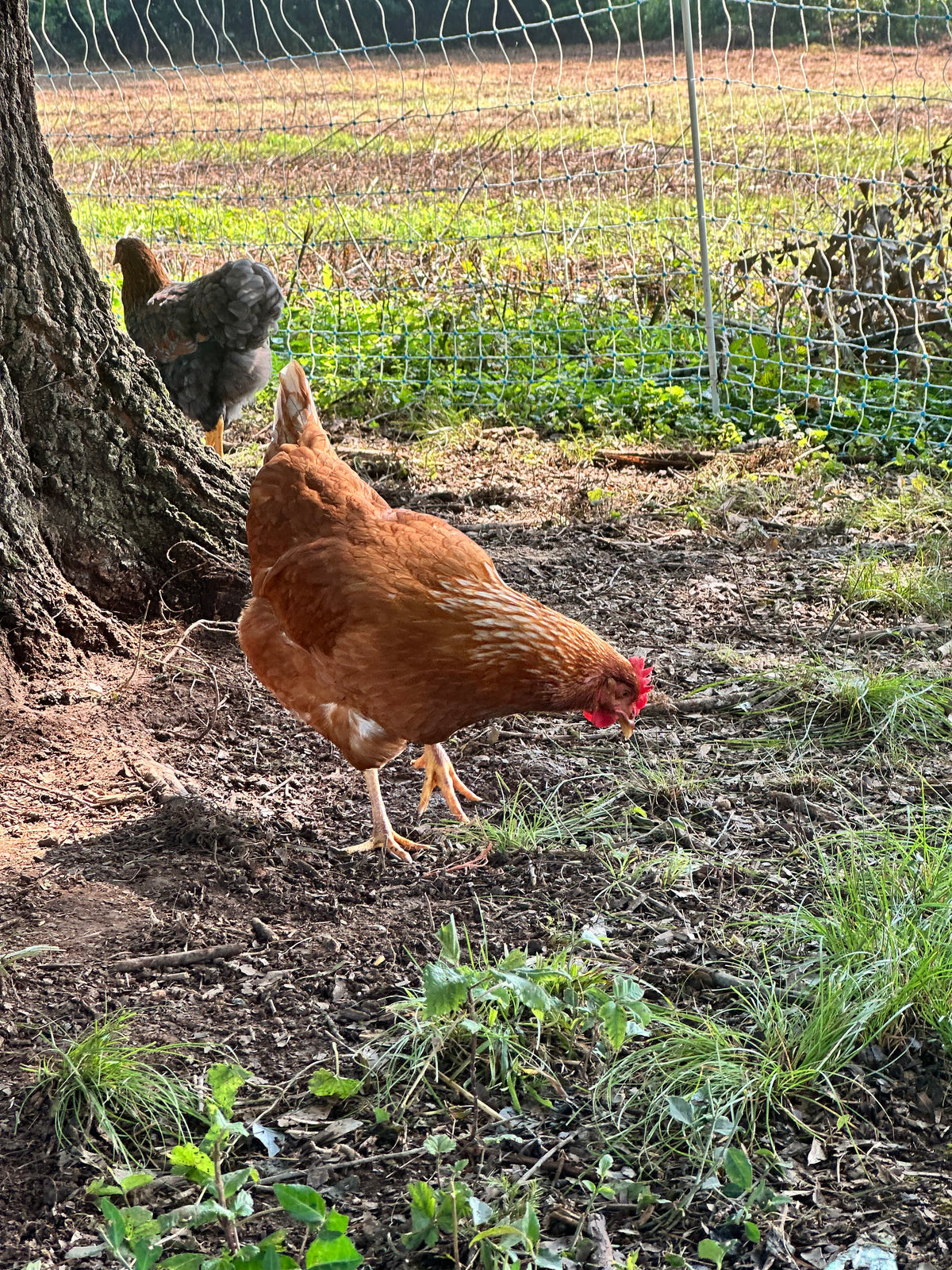 Pasture Raised Eggs