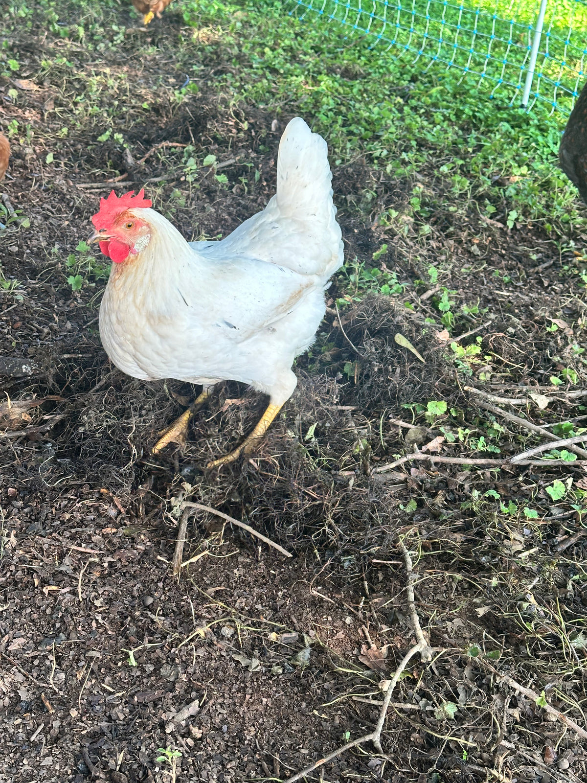Pasture Raised Eggs