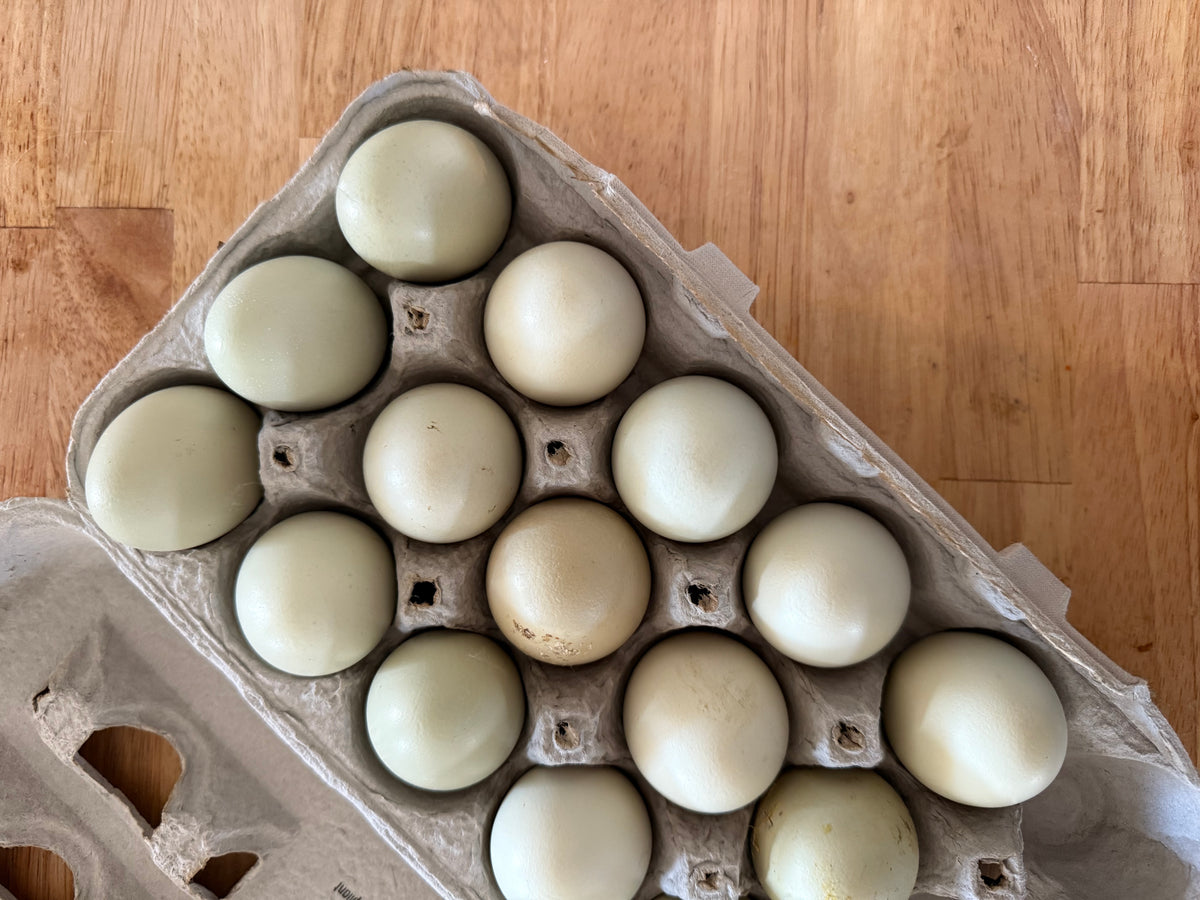 Duck Eggs (Dozen)