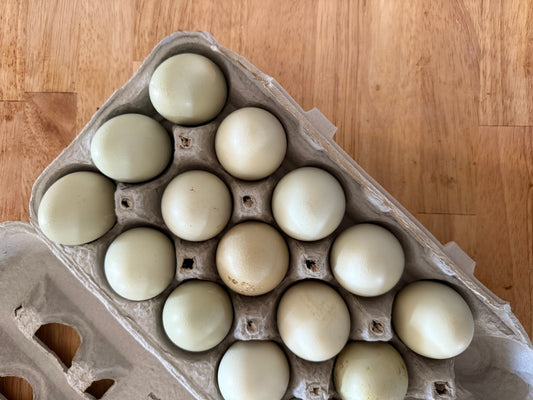 Duck Eggs (Dozen)